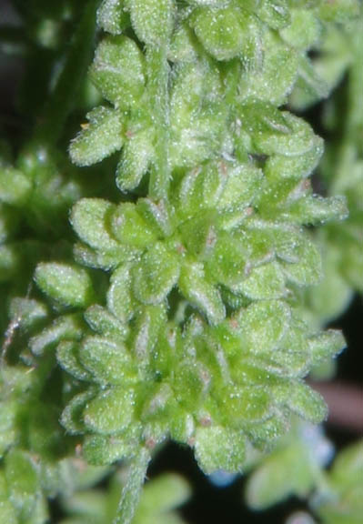 Urtica dioica